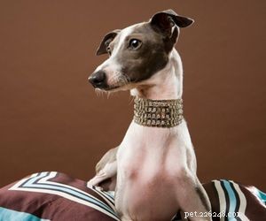 Top Dog Breeds Perfect for Air Travel