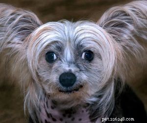 Top Dog Breeds Perfect for Air Travel
