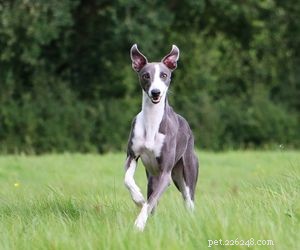 Top Dog Breeds Perfect for Air Travel