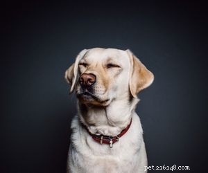 Top Dog Breeds Perfect for Air Travel