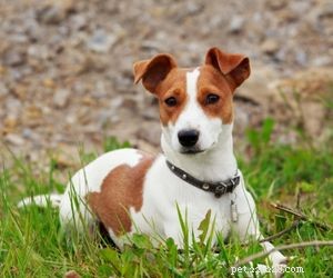 Top Dog Breeds Perfect for Air Travel