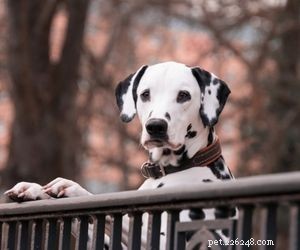 Top Dog Breeds Perfect for Air Travel