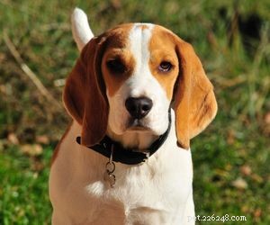 Top Dog Breeds Perfect for Air Travel