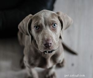 Top Dog Breeds Perfect for Air Travel