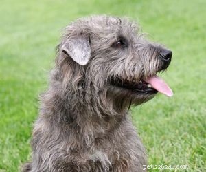 Top Dog Breeds Perfect for Air Travel