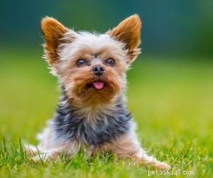 Top Dog Breeds Perfect for Air Travel