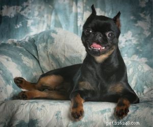Top Dog Breeds Perfect for Air Travel
