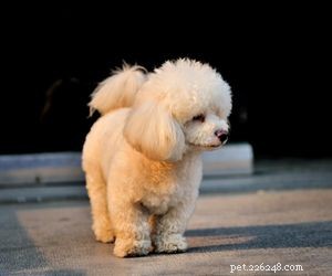 Top Dog Breeds Perfect for Air Travel