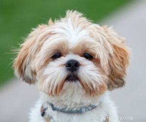 Top Dog Breeds Perfect for Air Travel