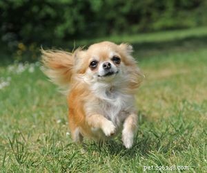 Top Dog Breeds Perfect for Air Travel