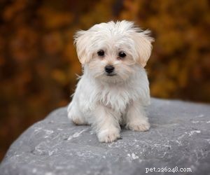 Top Dog Breeds Perfect for Air Travel