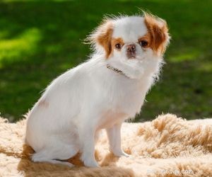 Top Dog Breeds Perfect for Air Travel