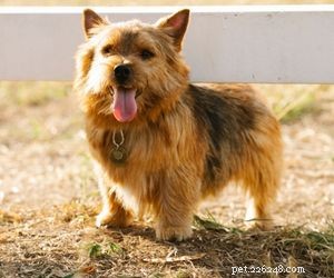 Top Dog Breeds Perfect for Air Travel