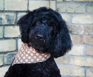 Top Dog Breeds Perfect for Air Travel
