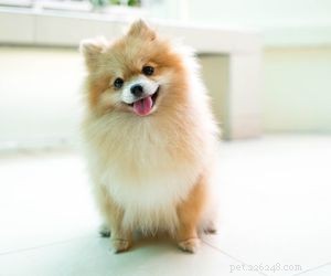 Top Dog Breeds Perfect for Air Travel