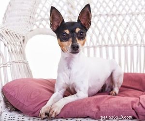 Top Dog Breeds Perfect for Air Travel