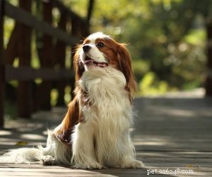 Top Dog Breeds Perfect for Air Travel