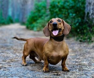 Top Dog Breeds Perfect for Air Travel