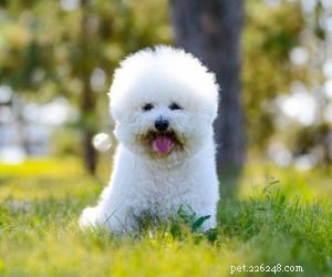 Top Dog Breeds Perfect for Air Travel