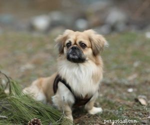 Top Dog Breeds Perfect for Air Travel