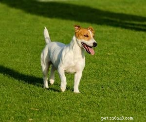 Top Dog Breeds Perfect for Air Travel