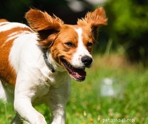 Top Dog Breeds Perfect for Air Travel