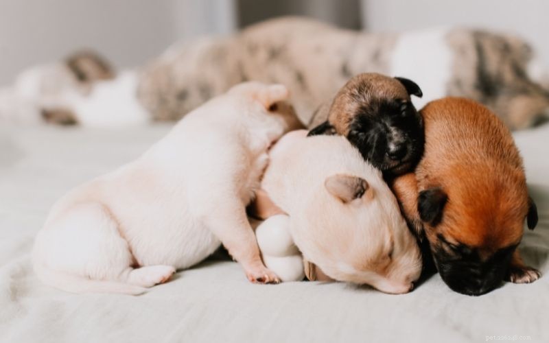 How Long Is It Safe to Leave a Newborn Puppy Alone?
