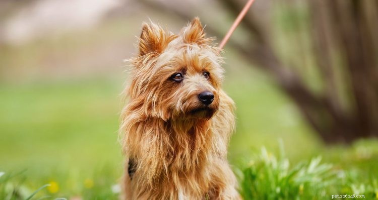 Everything You Need to Know About Australian Terriers: Key Traits & Care