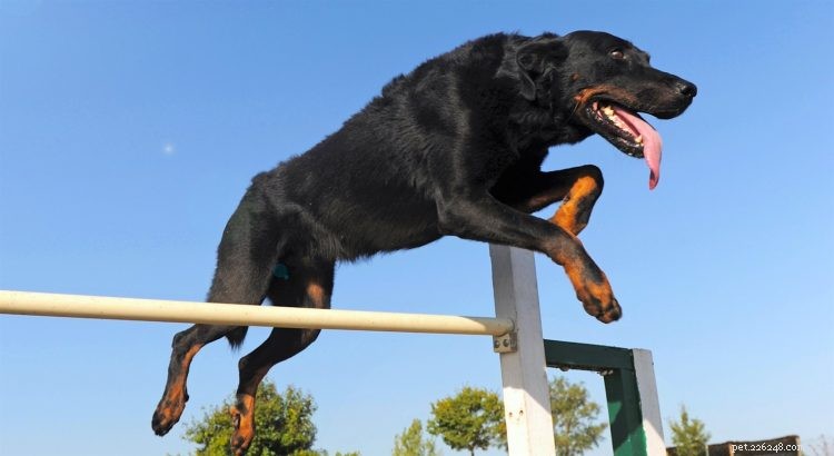 5 Essential Facts About Beaucerons