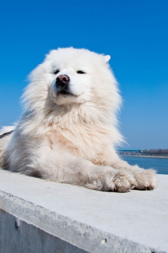 Essential Facts About American Eskimo Dogs: Size, Care, and Personality