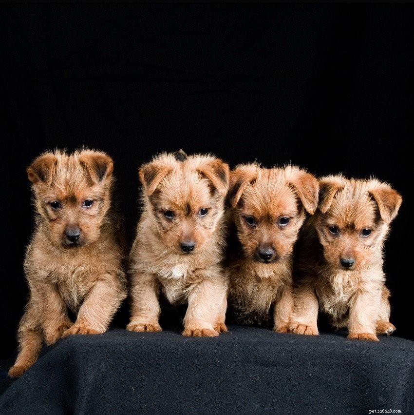 Everything You Need to Know About Australian Terriers: Key Traits & Care
