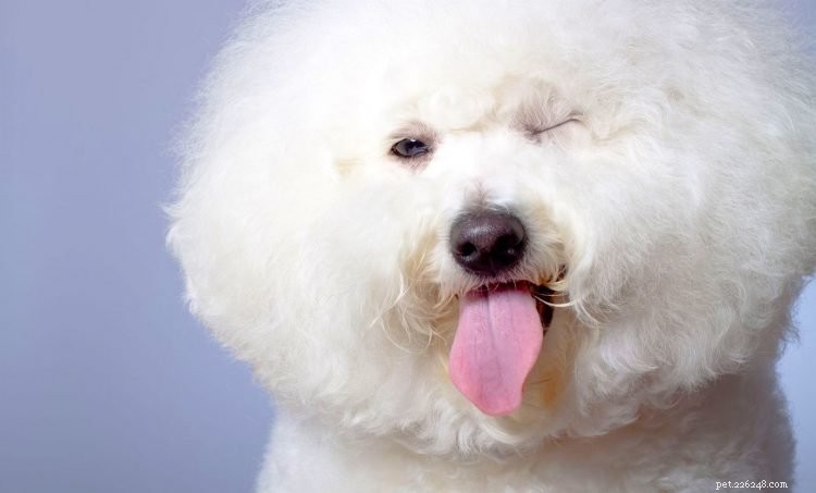 Top 5 Facts About the Bichon Frise – What You Should Know