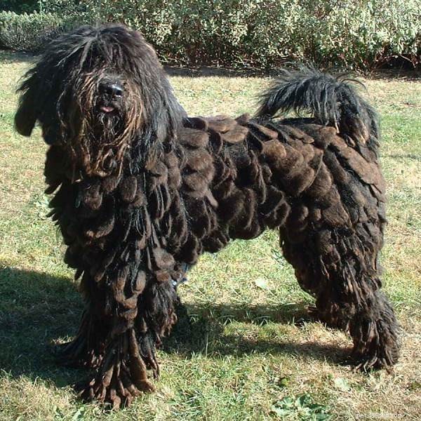 5 Key Facts About the Bergamasco Sheepdog