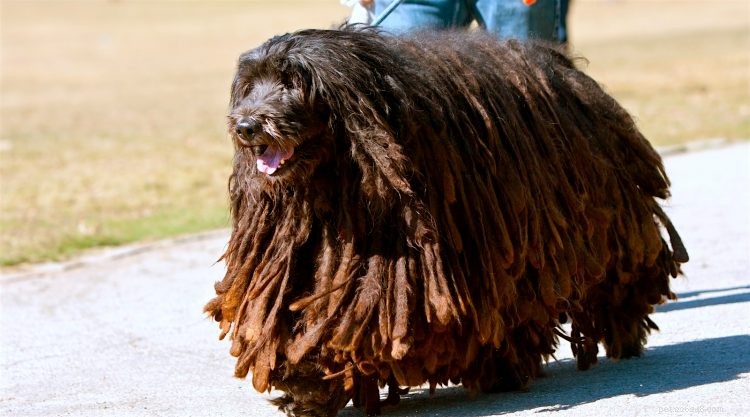 5 Key Facts About the Bergamasco Sheepdog