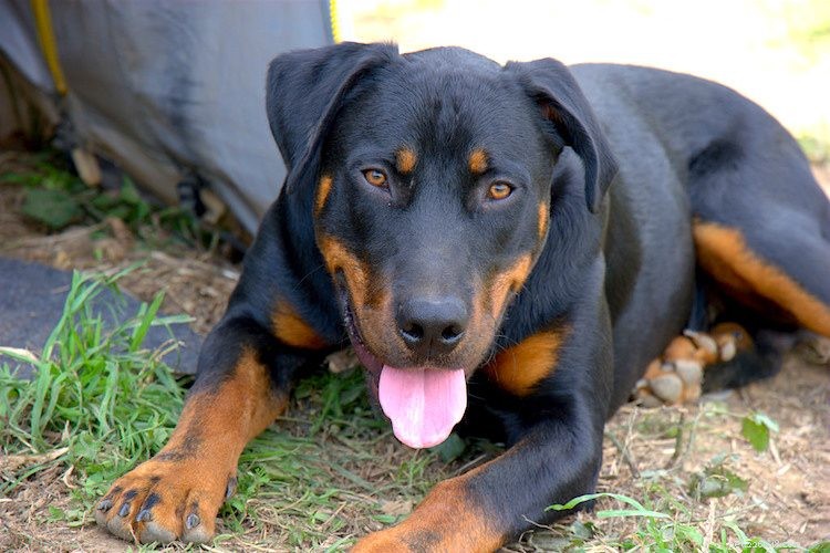 5 Essential Facts About Beaucerons