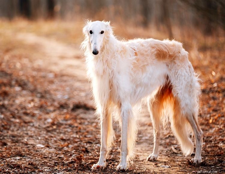 Discover 5 Key Facts About Borzois: Size, Origin, Care & More