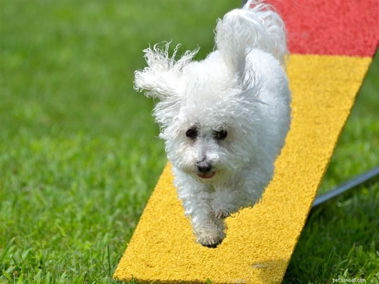 Top 5 Facts About the Bichon Frise – What You Should Know