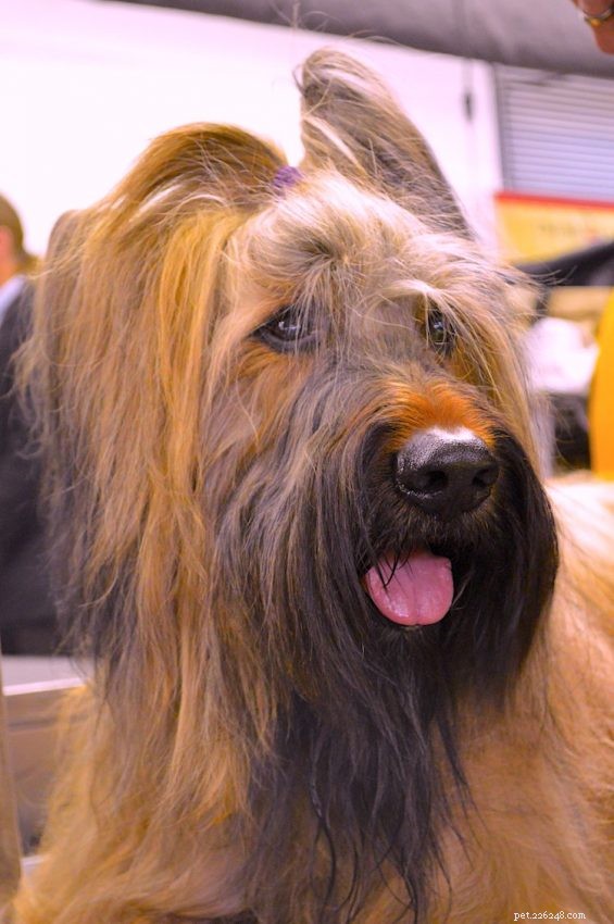What You Need to Know About Briard Dogs: 5 Key Facts