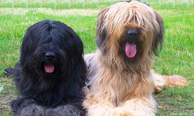 What You Need to Know About Briard Dogs: 5 Key Facts