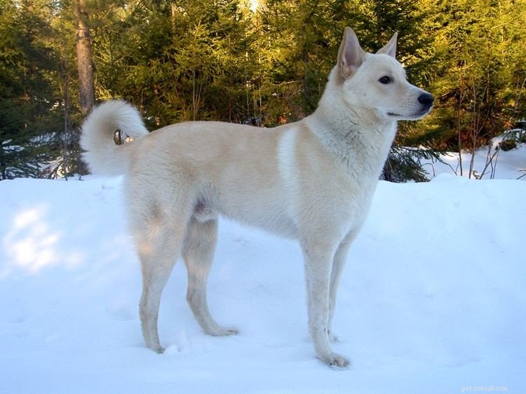 5 Essential Insights into the Canaan Dog Breed
