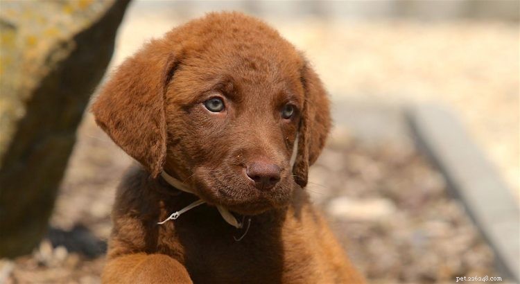 5 Key Facts About Chesapeake Bay Retrievers: A Trusted Guide