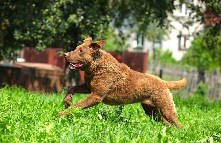 5 Key Facts About Chesapeake Bay Retrievers: A Trusted Guide