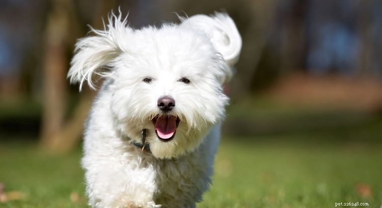 Key Facts About the Coton de Tulear