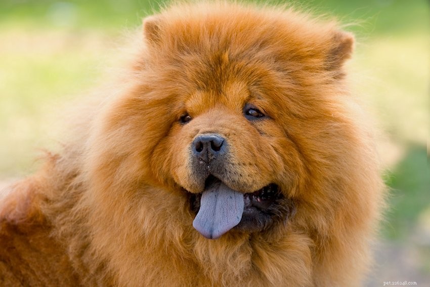 Essential Insights About Chow Chows: 5 Key Facts