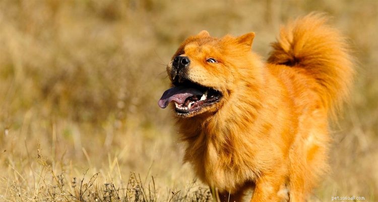 Essential Insights About Chow Chows: 5 Key Facts