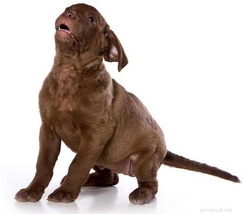 5 Key Facts About Chesapeake Bay Retrievers: A Trusted Guide