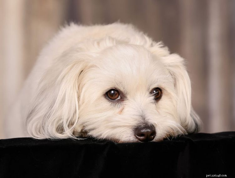 Key Facts About the Coton de Tulear