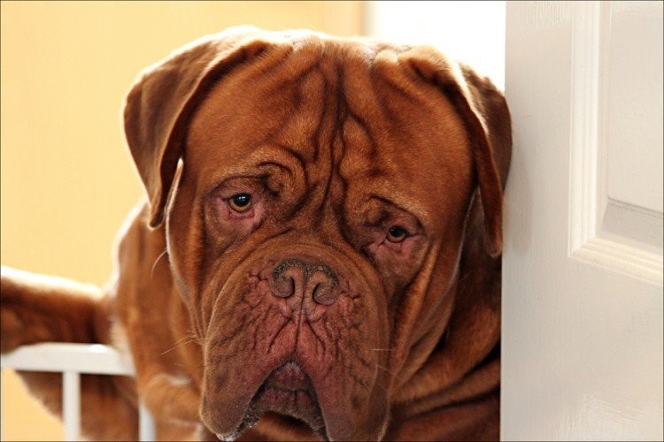 Essential Facts About the Majestic Dogue de Bordeaux