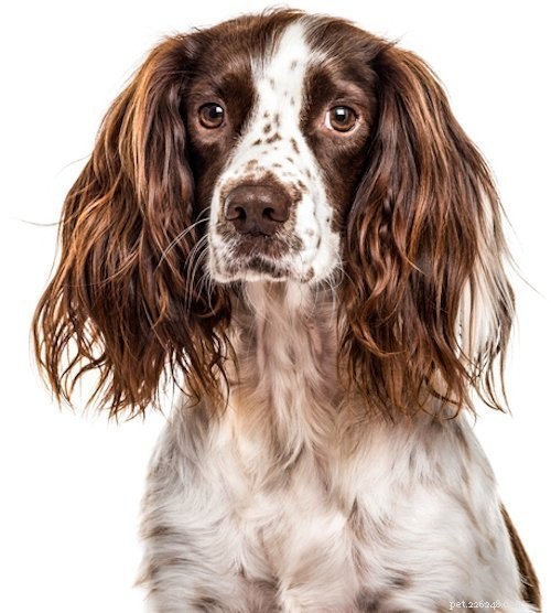 Top 5 Insights on English Springer Spaniels
