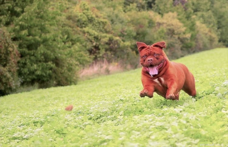 Essential Facts About the Majestic Dogue de Bordeaux